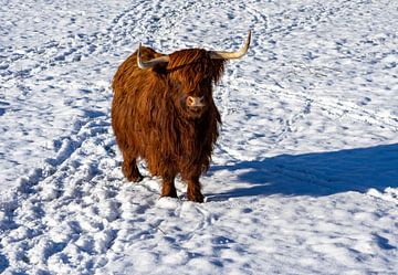 Hoogland koe in de sneeuw in het veld van Animaflora PicsStock