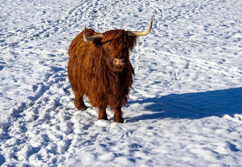 Vache Highland dans la neige au champ par Animaflora PicsStock
