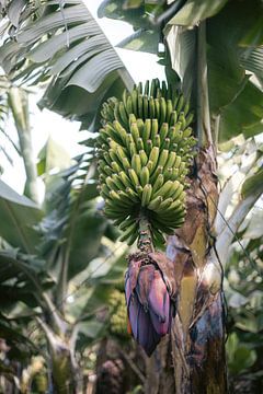 Tropische bananenboom op Tenerife | Natuurfoto | Foto print Spanje | Kleurrijke reisfotografie van HelloHappylife