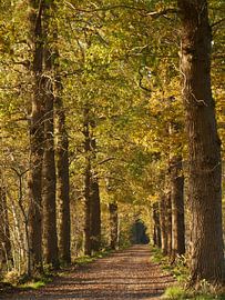 Sand track with oaks in autumn
