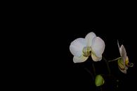 Orchidee von Ronald van Kooten Miniaturansicht
