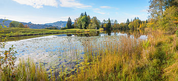 Herbstlandschaft Moorweiher Oberstdorf mit Seerosen
