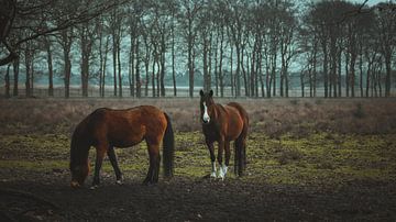 Wilde paarden aan het uitrusten van AciPhotography