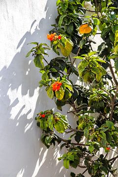 Bloemen op Lanzarote van Esma Vurgun