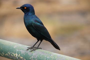 Blauwe vogel - Zuid Afrika van Judith Rosendaal