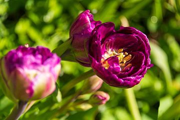 Paarse tulpen in de tuin van Peter Baier