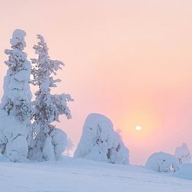 Besneeuwde bomen met de zon | reisfotografie print | Lapland Finland van Kimberley Jekel