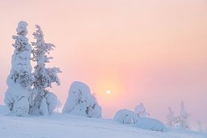Verschneite Bäume mit der Sonne | Reisefotografie Druck | Lappland Finnland