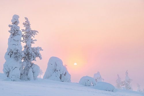 Besneeuwde bomen met de zon | reisfotografie print | Lapland Finland