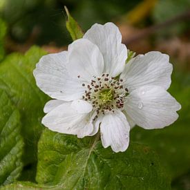 Blackberry blossom. by Foto van Joyce