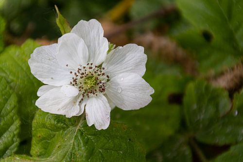 Blackberry blossom.