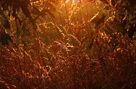 Summer Evening by Thomas Jäger