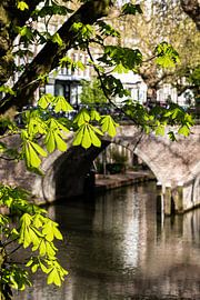 A chestnut tree in spring at the Oudegracht wharf near the Weesbrug, with the focus on the chestnut leaves. by André Blom Fotografie Utrecht