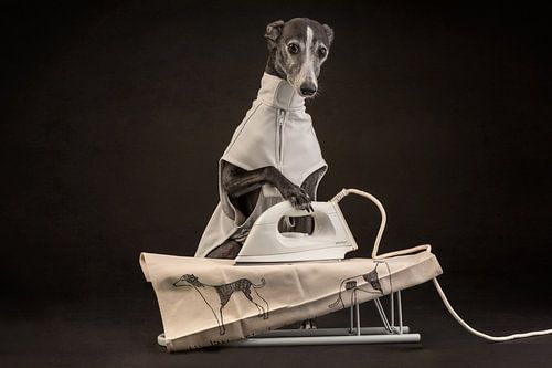 Ironing dog