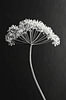 Heracleum mantegazzianum
