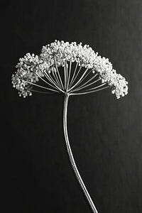 Heracleum mantegazzianum