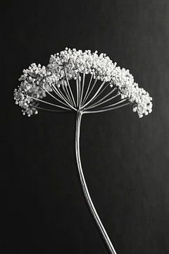 Heracleum mantegazzianum van Franka Poulain