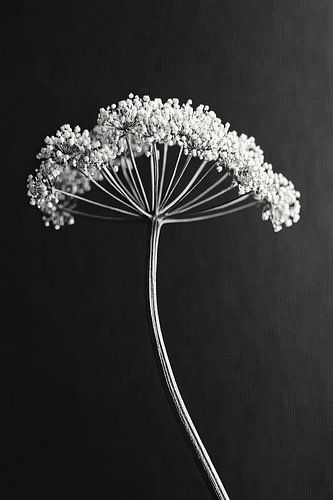 Heracleum mantegazzianum