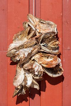 Kabeljauwkoppen hangen te drogen aan de muur van een schuur op de Lofoten in Noorwegen van gaps photography