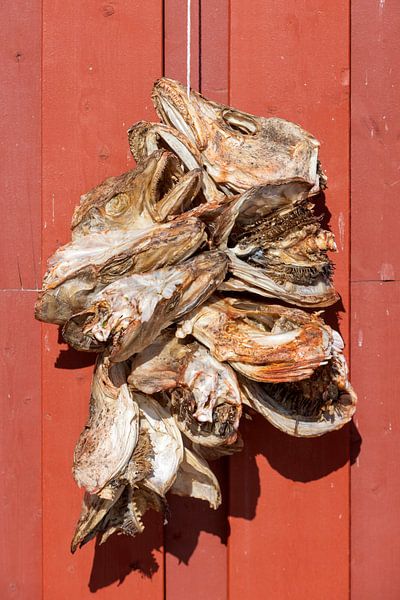 Cod heads hang to dry on the wall of a barn on the Lofoten Islands in Norway by gaps photography