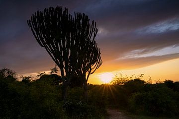 Lever de soleil en Ouganda