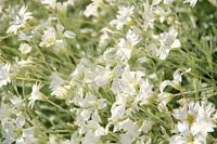 Murmures de printemps