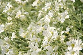 Whispers of Spring by Inspiration