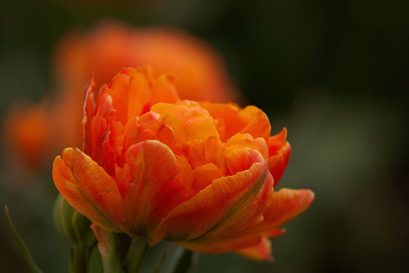 Tulipe par Corrie Post