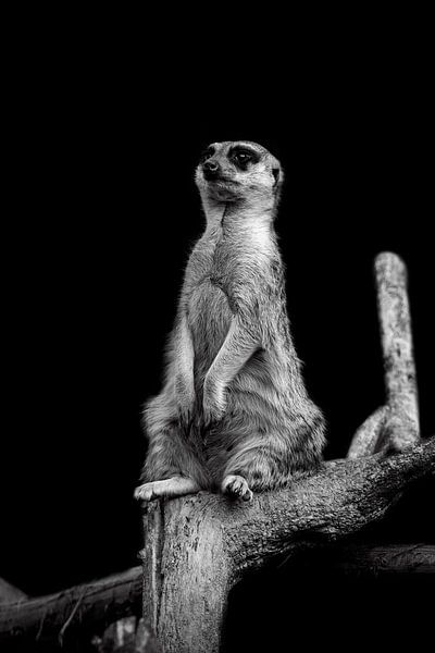 Meerkat by Mirthe Vanherck