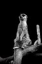Meerkat by Mirthe Vanherck thumbnail