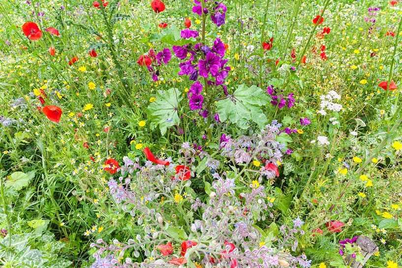 Blühende Wildblumen im Juli von Evert Jan Luchies