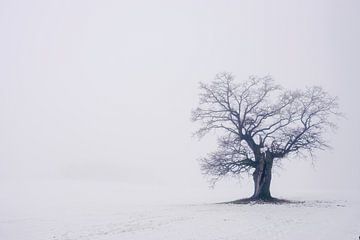 Vieux chêne (40 ans) dans le Weserbergland sur martin slagveld