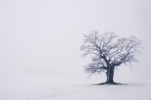 Alte Eiche (40 Jahre) im Weserbergland von martin slagveld