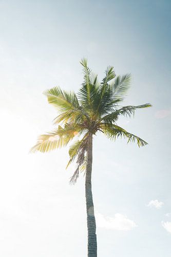 Eenzame palmboom | reisfotografie print | Lombok Indonesië
