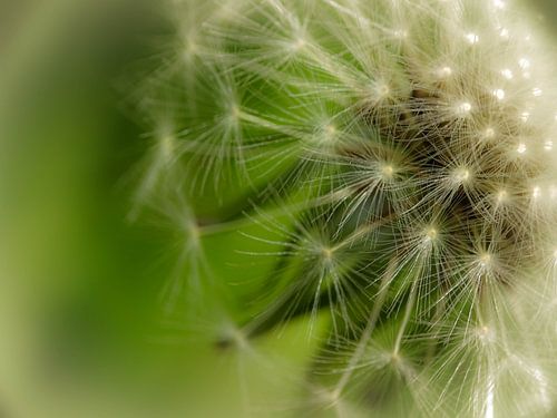 Een pluizenbol close-up
