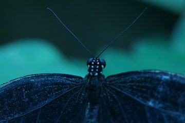 Papilio polytes vlinder van Sandra Loermans-Borgman