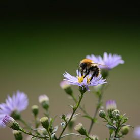 Biene auf Mehl von Eveline De Brabandere