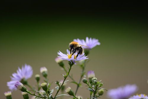 bij op bloem