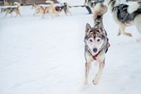Huskey spielt, bevor sie laufen darf