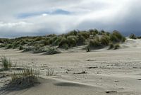 Duinen aan het oostelijke strand van Baltrum