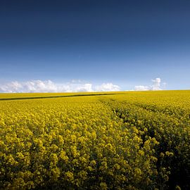 Landscape - path between the yellow. van Johan Cusseneers