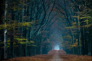 The Dark Path von Sander Grefte