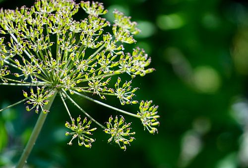 Groentinten in het zonlicht