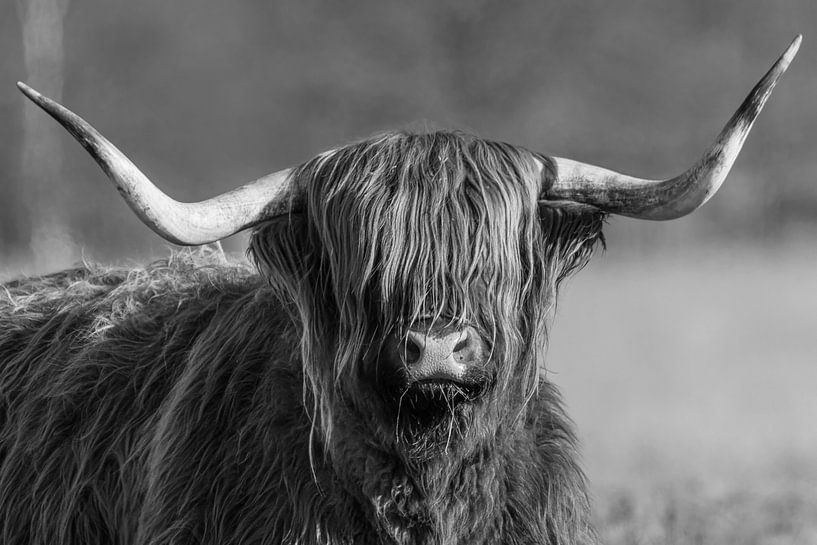 Scottish Highlander by Marieke Deinum