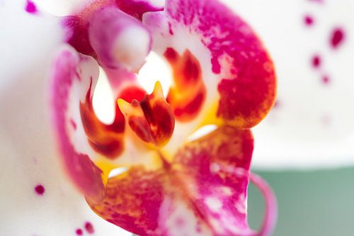 Het Orchidee Duiveltje