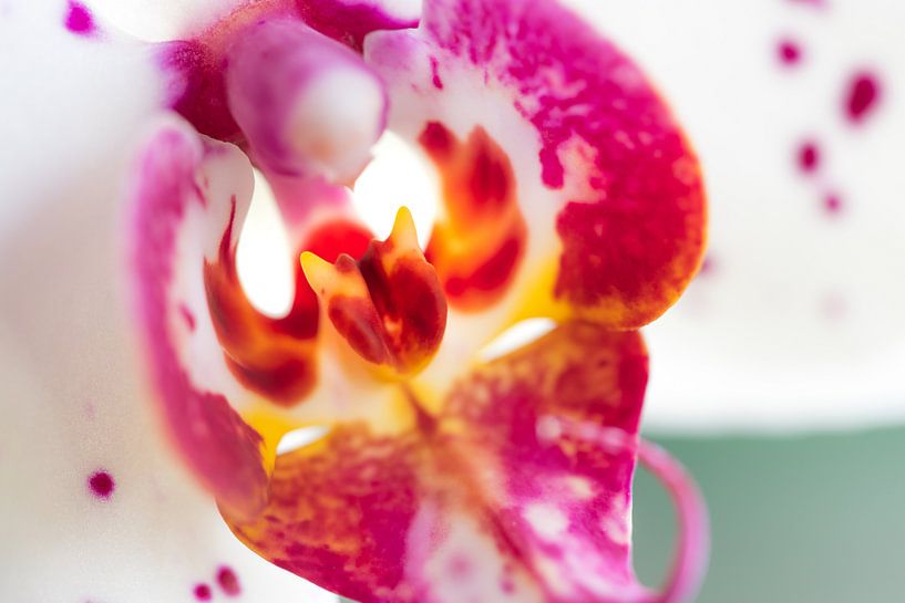 Het Orchidee Duiveltje par Vincent van den Hurk