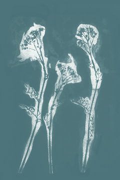 Modern botanical art. White flowers on teal blue by Dina Dankers