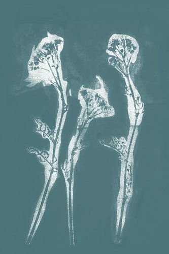 Art botanique moderne. Fleurs blanches sur bleu sarcelle