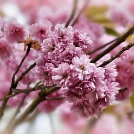 Pink cherry blossom branches vintage by marlika art