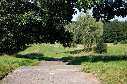 Ontdek de natuur in een bosrijk gebied in Emsland, Nedersaksen, Duitsland